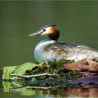 Haubentaucher (Podiceps cristatus)