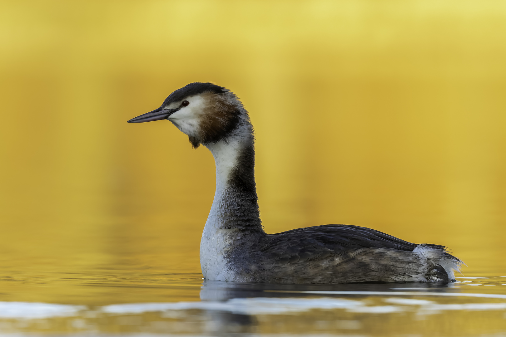 Haubentaucher (Podiceps cristatus)