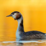 Haubentaucher (Podiceps cristatus)