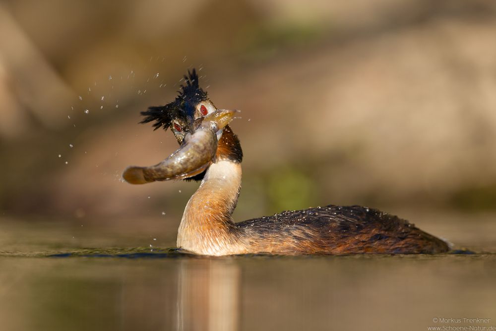 Haubentaucher [Podiceps cristatus]