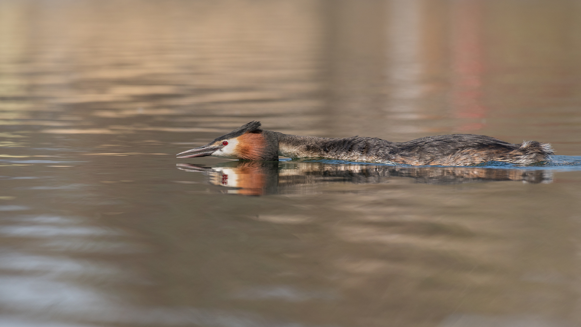 Haubentaucher (Podiceps cristatus)