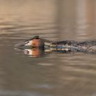 Haubentaucher (Podiceps cristatus)