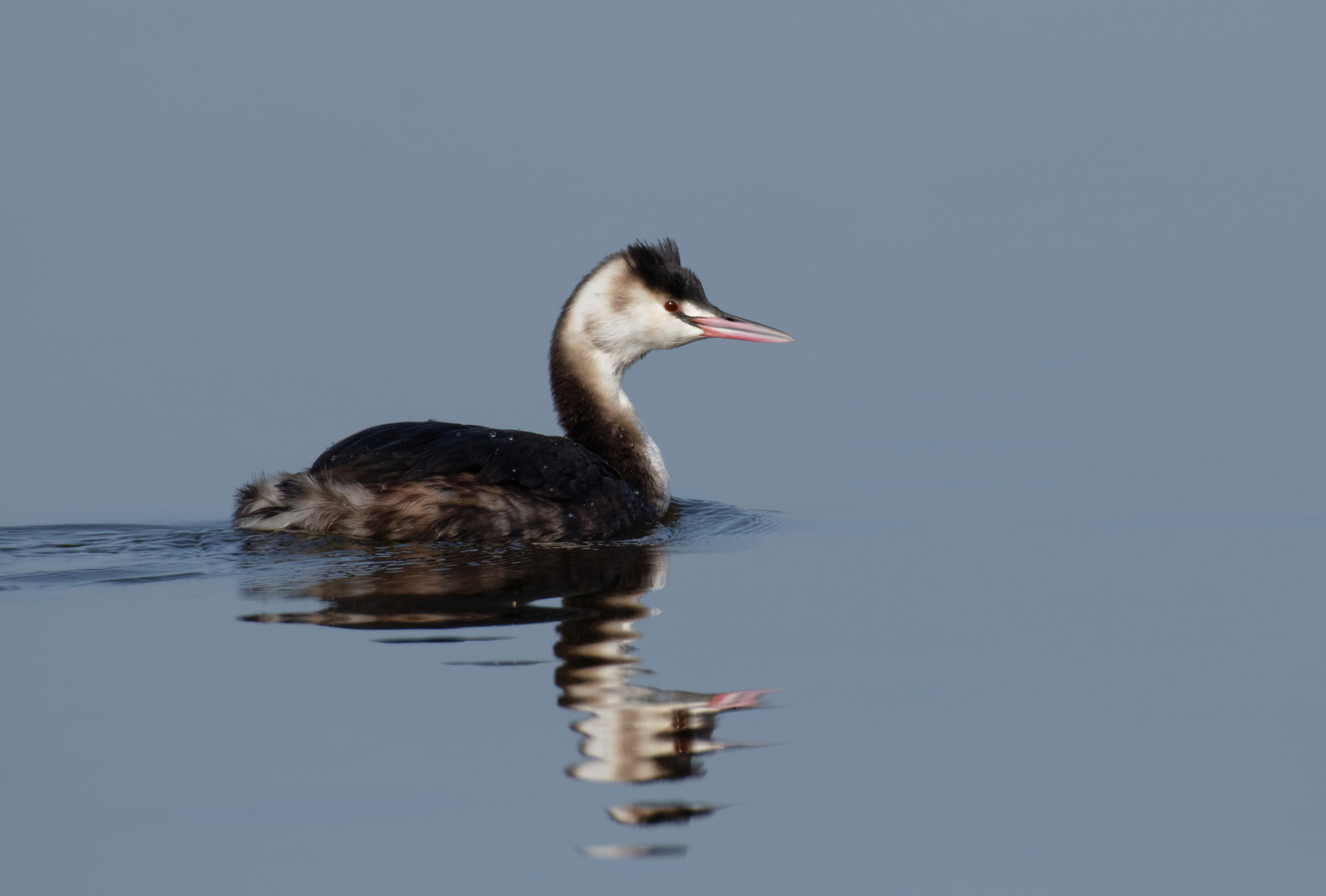 Haubentaucher (Podiceps cristatus)