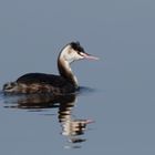 Haubentaucher (Podiceps cristatus)