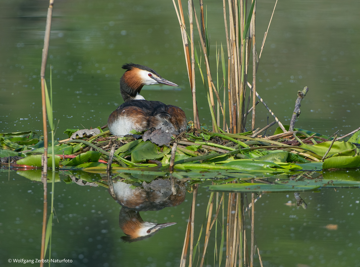 --- Haubentaucher ---   (Podiceps cristatus )