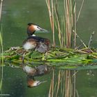 --- Haubentaucher ---   (Podiceps cristatus )