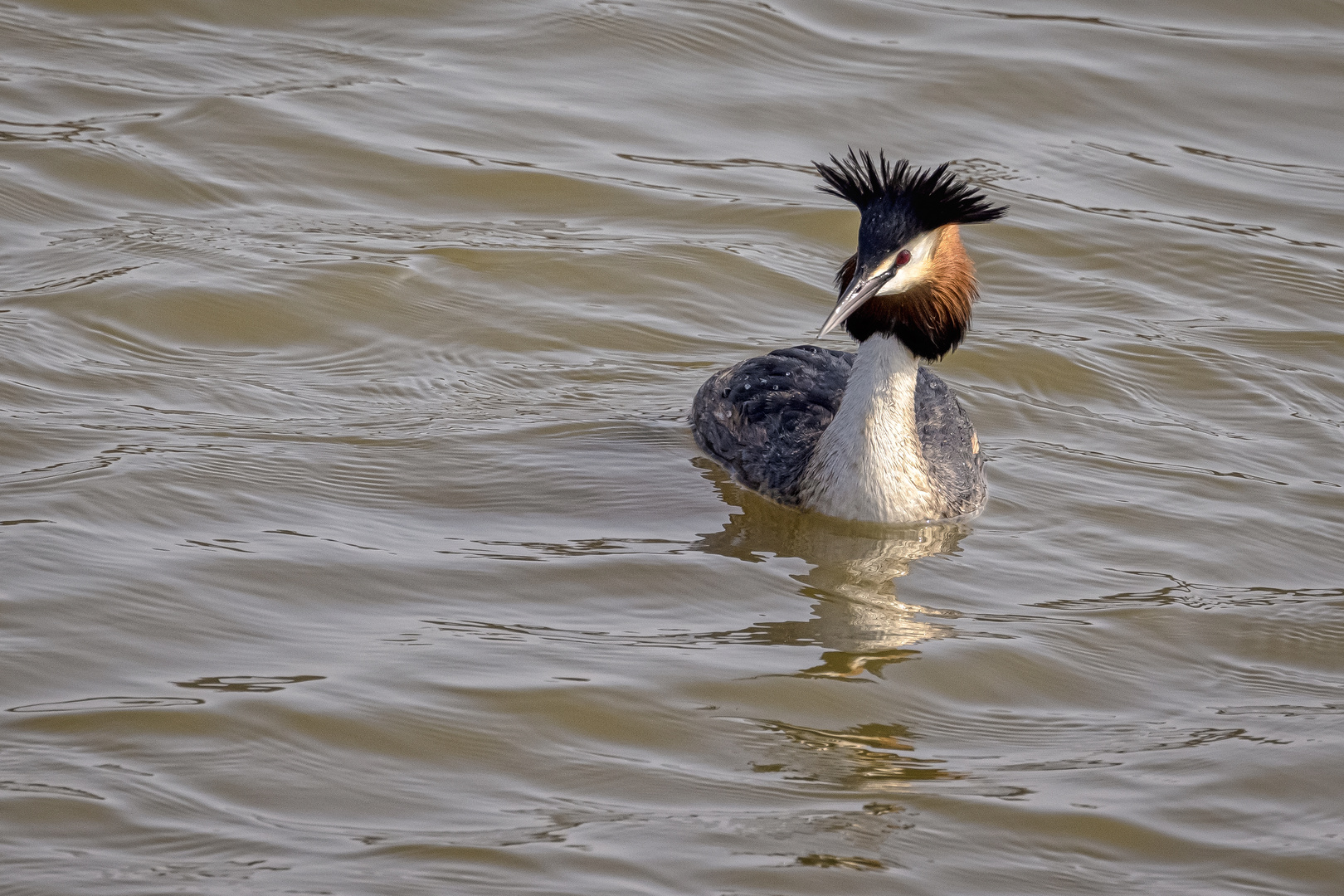  Haubentaucher (Podiceps cristatus)