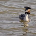  Haubentaucher (Podiceps cristatus)