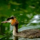 Haubentaucher , PODICEPS CRISTATUS