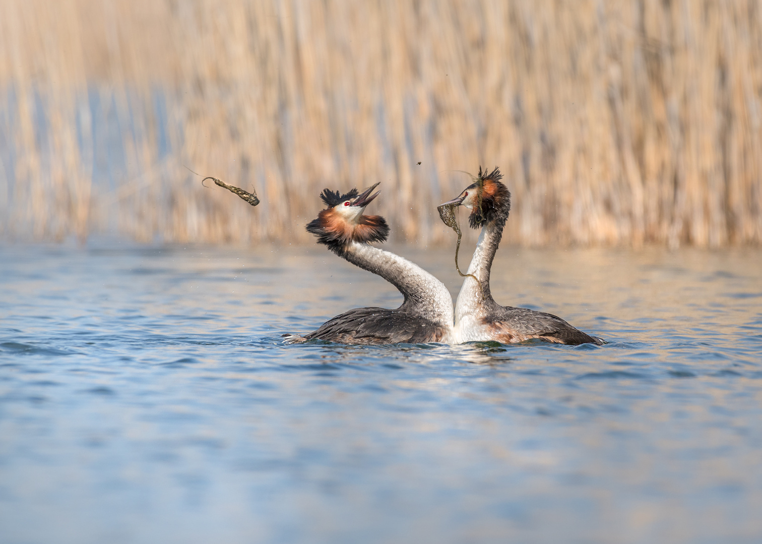 Haubentaucher (Podiceps cristatus)