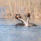 Haubentaucher (Podiceps cristatus)