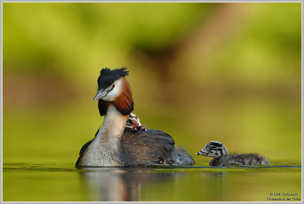 Haubentaucher (Podiceps cristatus)