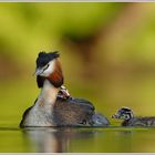 Haubentaucher (Podiceps cristatus)