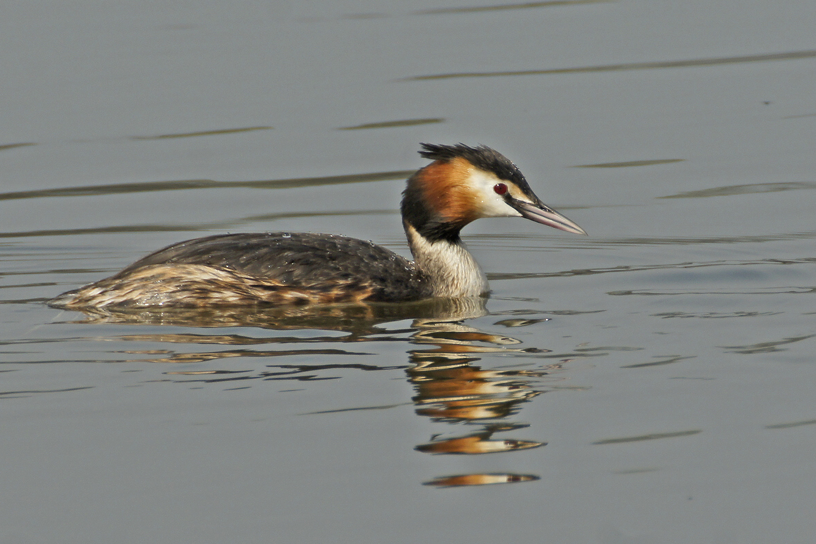 Haubentaucher (Podiceps cristatus)