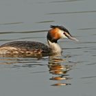 Haubentaucher (Podiceps cristatus)