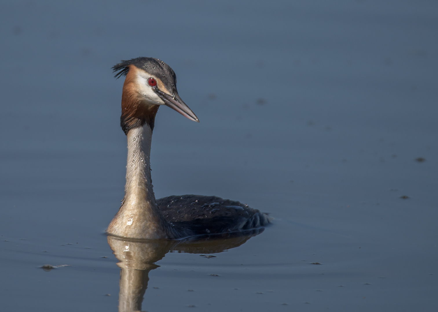 Haubentaucher (Podiceps cristatus)