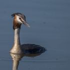 Haubentaucher (Podiceps cristatus)