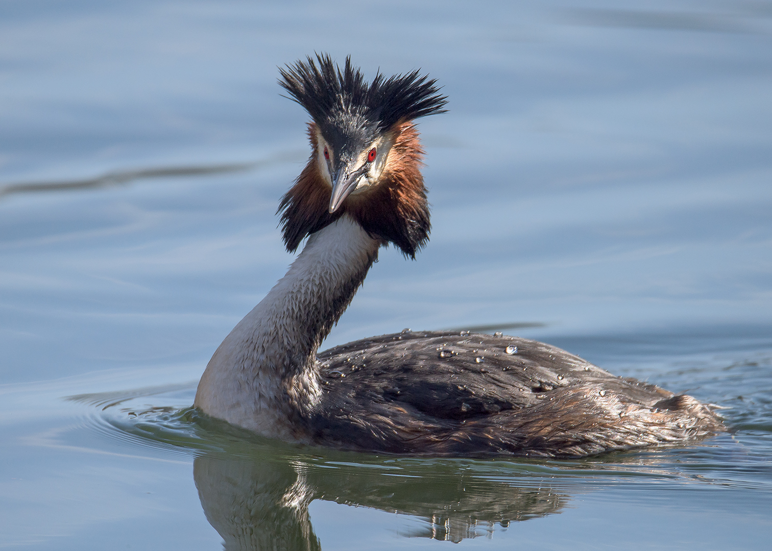 Haubentaucher (Podiceps cristatus)