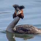 Haubentaucher (Podiceps cristatus)