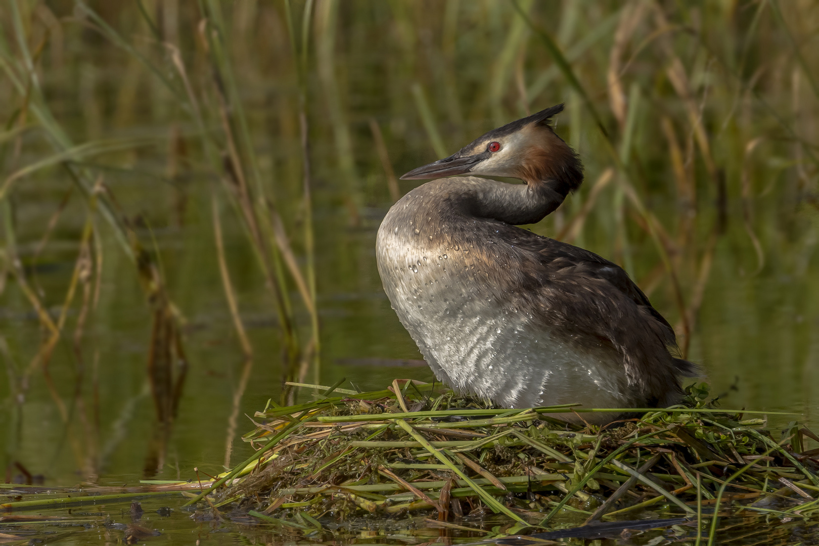 Haubentaucher (Podiceps cristatus)