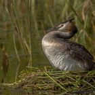 Haubentaucher (Podiceps cristatus)