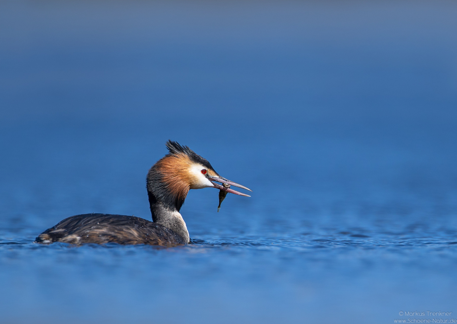 Haubentaucher [Podiceps cristatus]