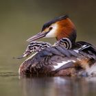 Haubentaucher [Podiceps cristatus]