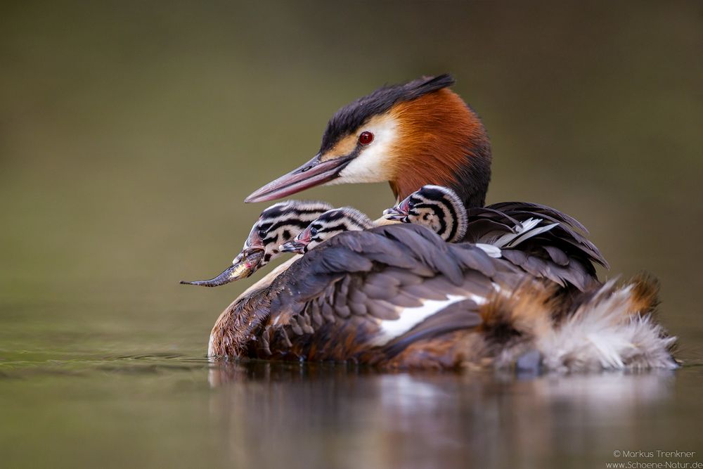 Haubentaucher [Podiceps cristatus]