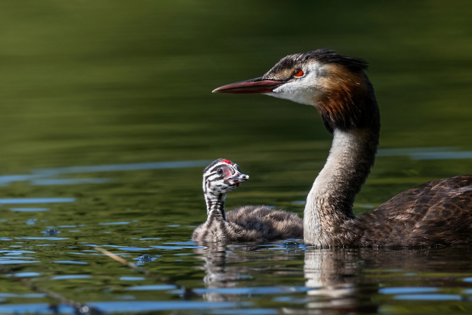 Haubentaucher (Podiceps cristatus)