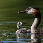 Haubentaucher (Podiceps cristatus)