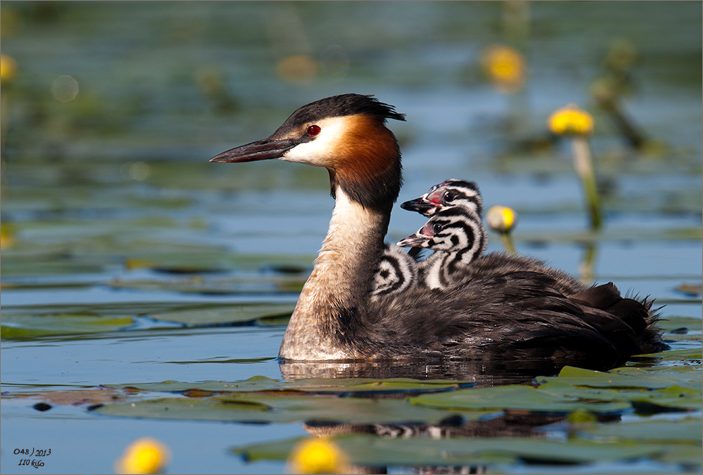 Haubentaucher (Podiceps cristatus)