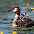 Haubentaucher (Podiceps cristatus)