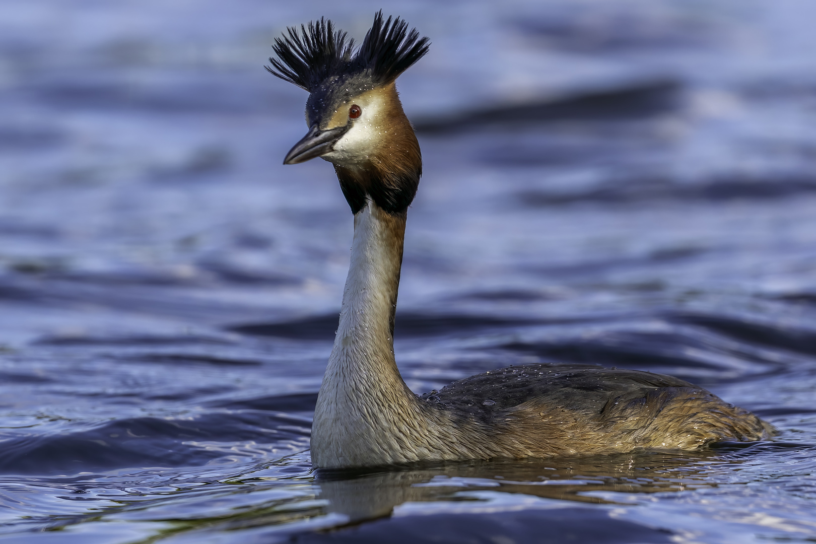 Haubentaucher (Podiceps cristatus)