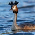 Haubentaucher (Podiceps cristatus)