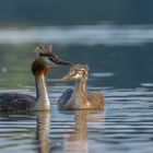 Haubentaucher (Podiceps cristatus)