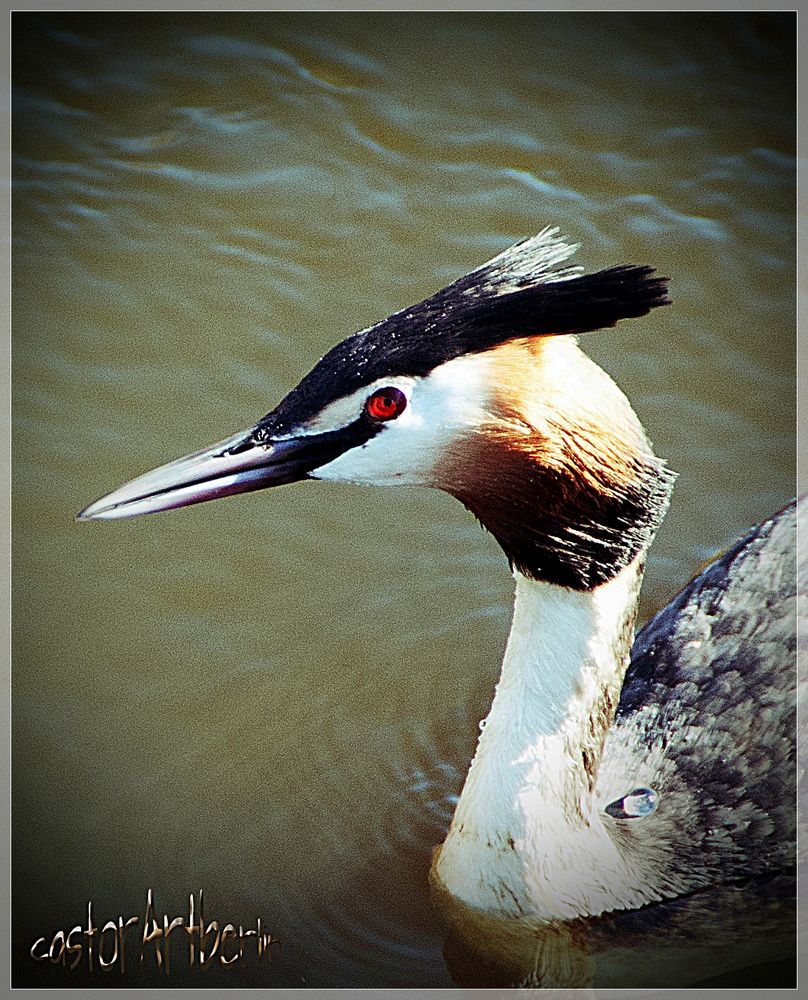 Haubentaucher (Podiceps cristatus)