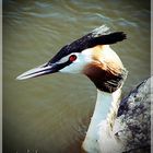 Haubentaucher (Podiceps cristatus)