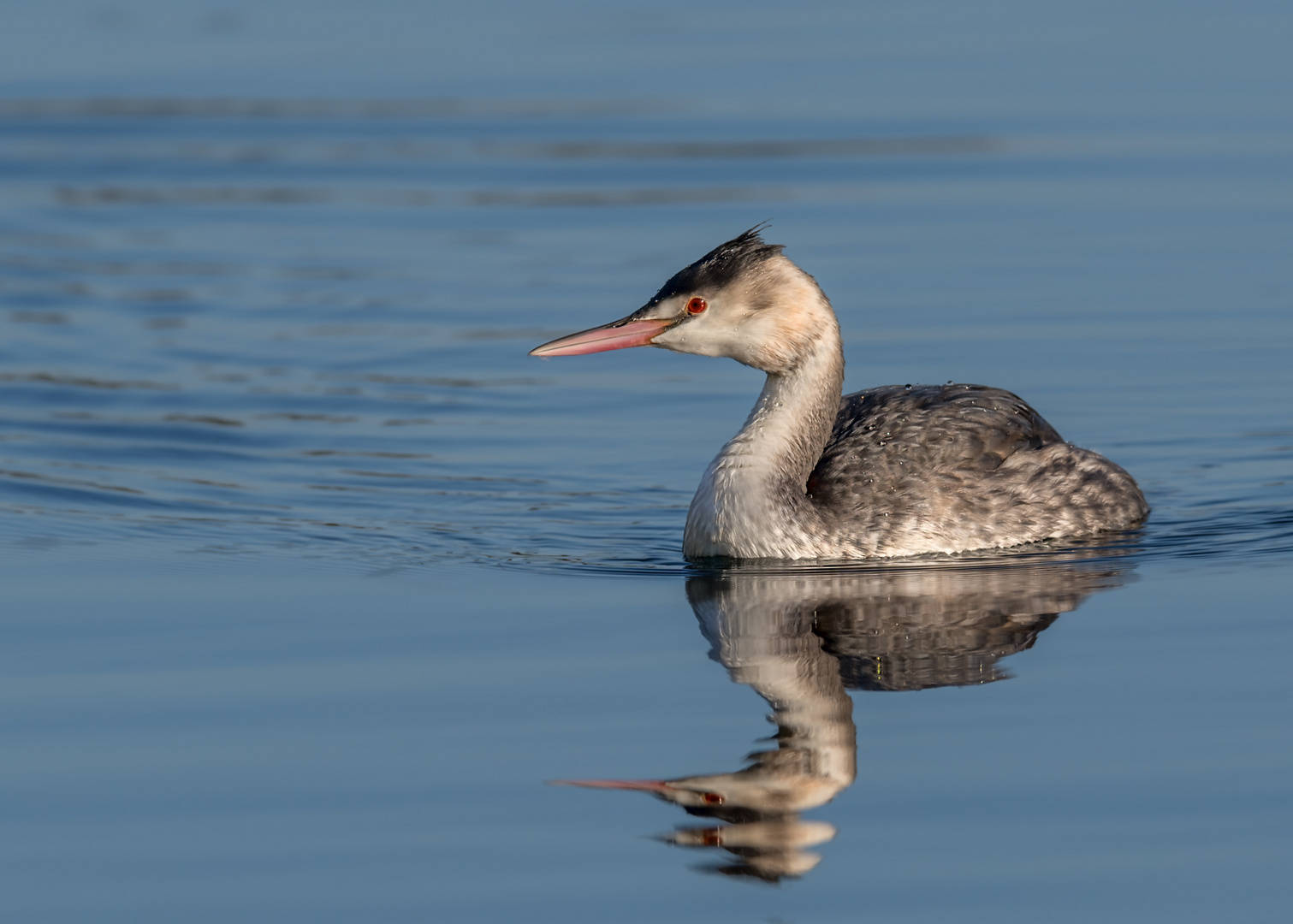 Haubentaucher (Podiceps cristatus)