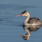 Haubentaucher (Podiceps cristatus)