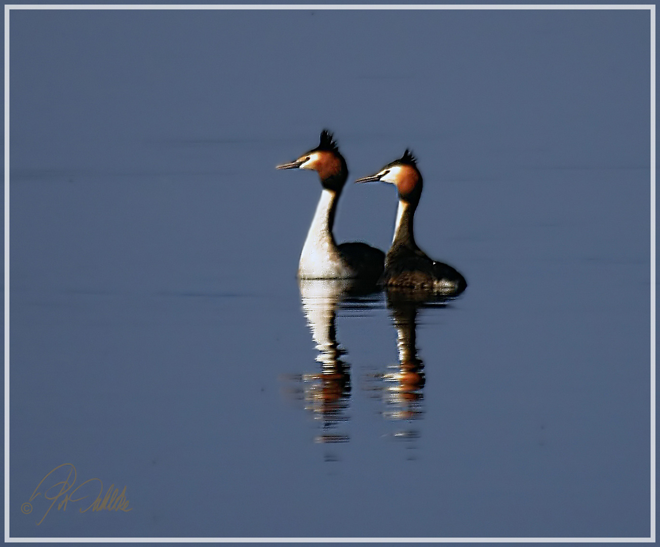 Haubentaucher (Podiceps Cristatus)  Dienstag ist Spiegeltag 30.07.2019