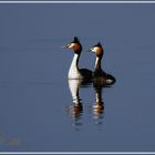 Haubentaucher (Podiceps Cristatus)  Dienstag ist Spiegeltag 30.07.2019