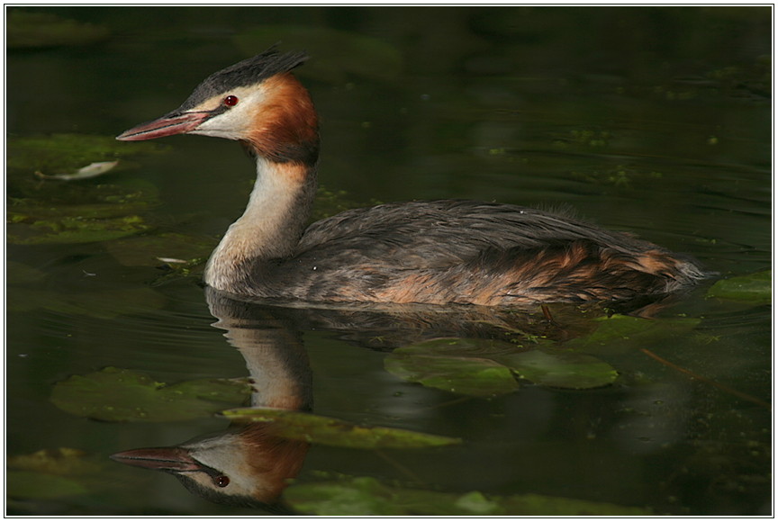 Haubentaucher (Podiceps cristatus)