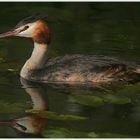 Haubentaucher (Podiceps cristatus)