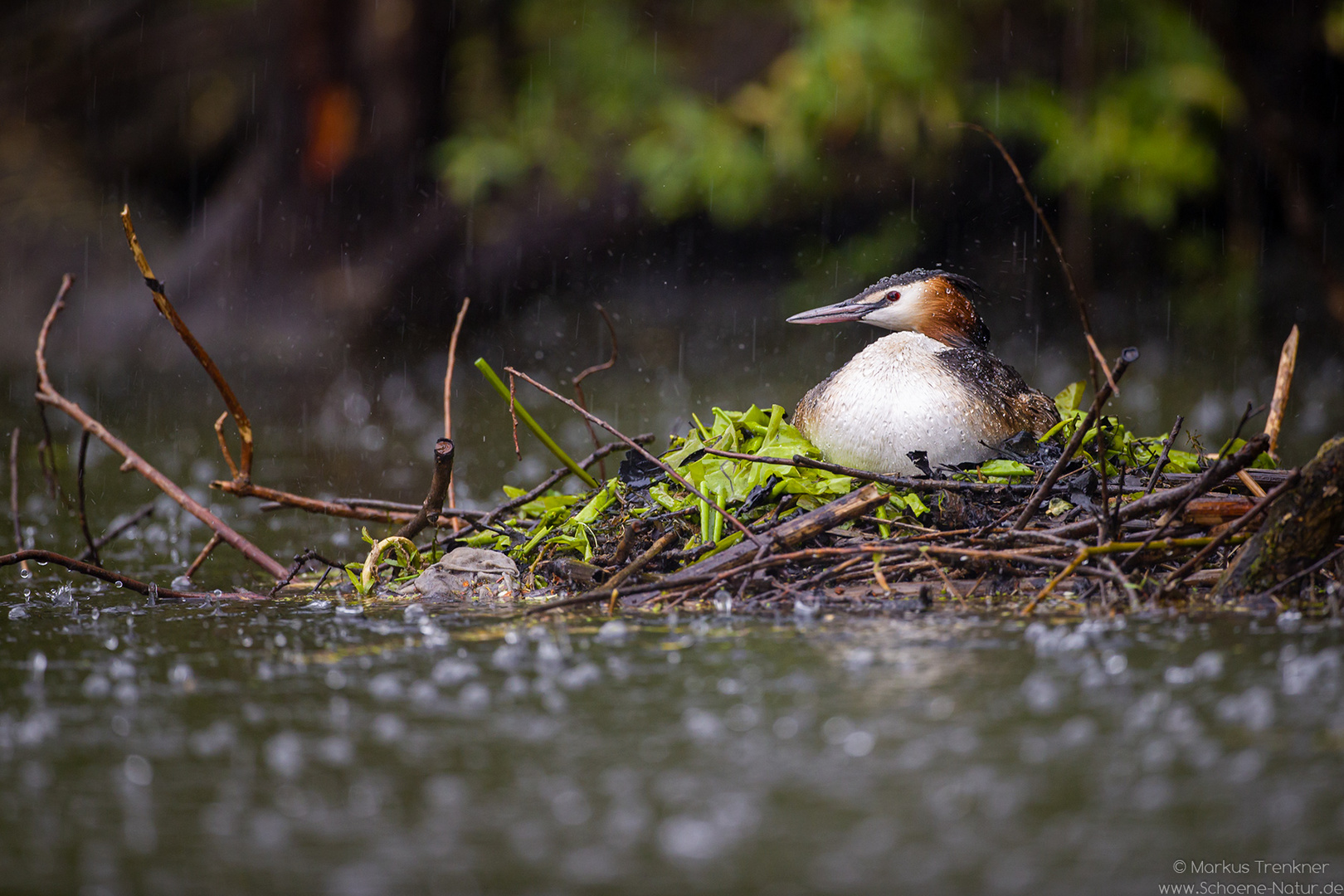 Haubentaucher [Podiceps cristatus]