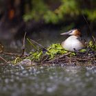 Haubentaucher [Podiceps cristatus]