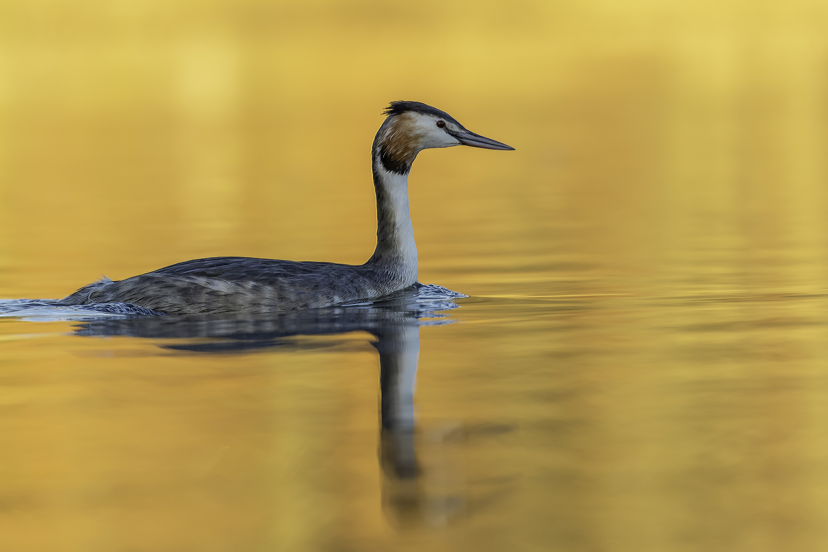 Haubentaucher (Podiceps cristatus)