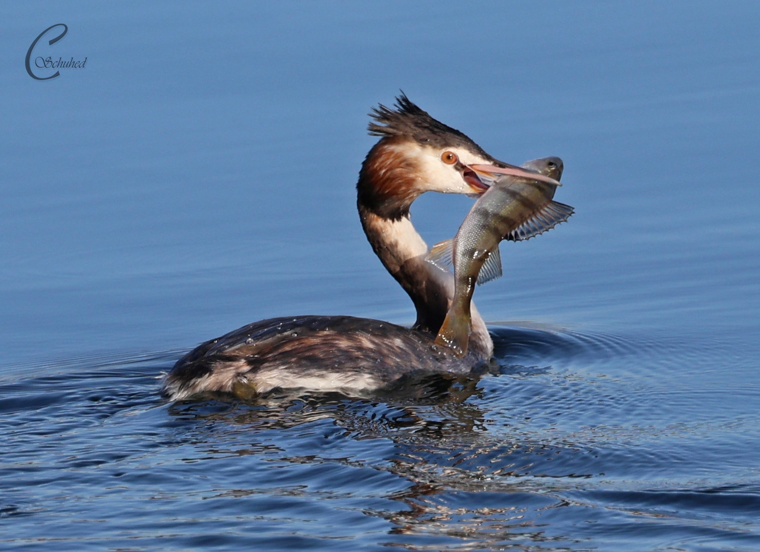 Haubentaucher (Podiceps cristatus)