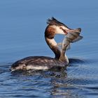 Haubentaucher (Podiceps cristatus)