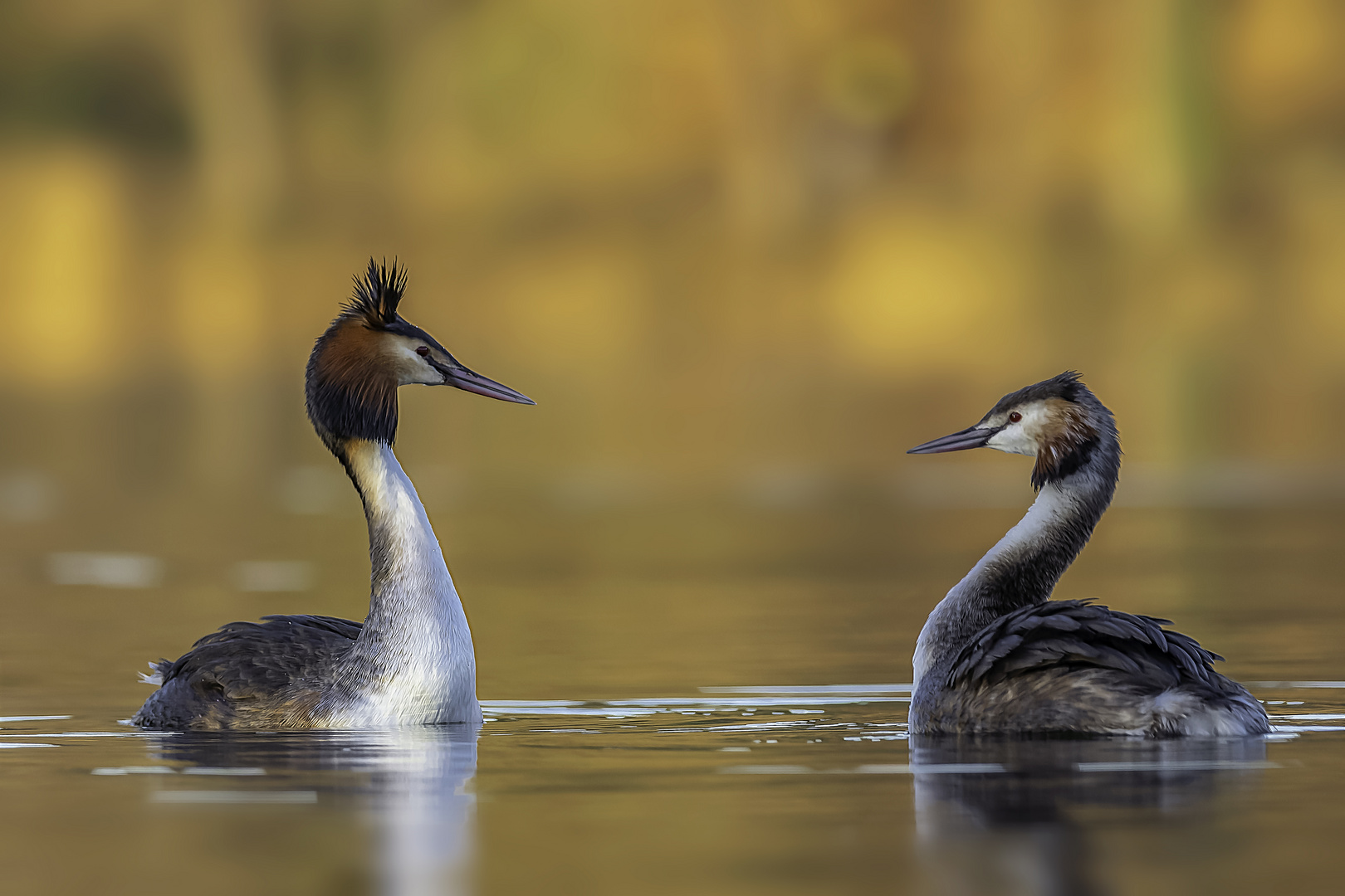 Haubentaucher (Podiceps cristatus)