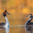 Haubentaucher (Podiceps cristatus)